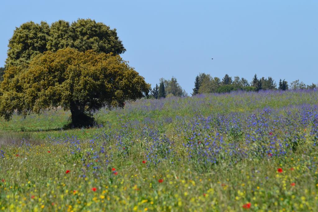 פררה דו אלנטחו Monte Chalaca - Turismo Rural מראה חיצוני תמונה
